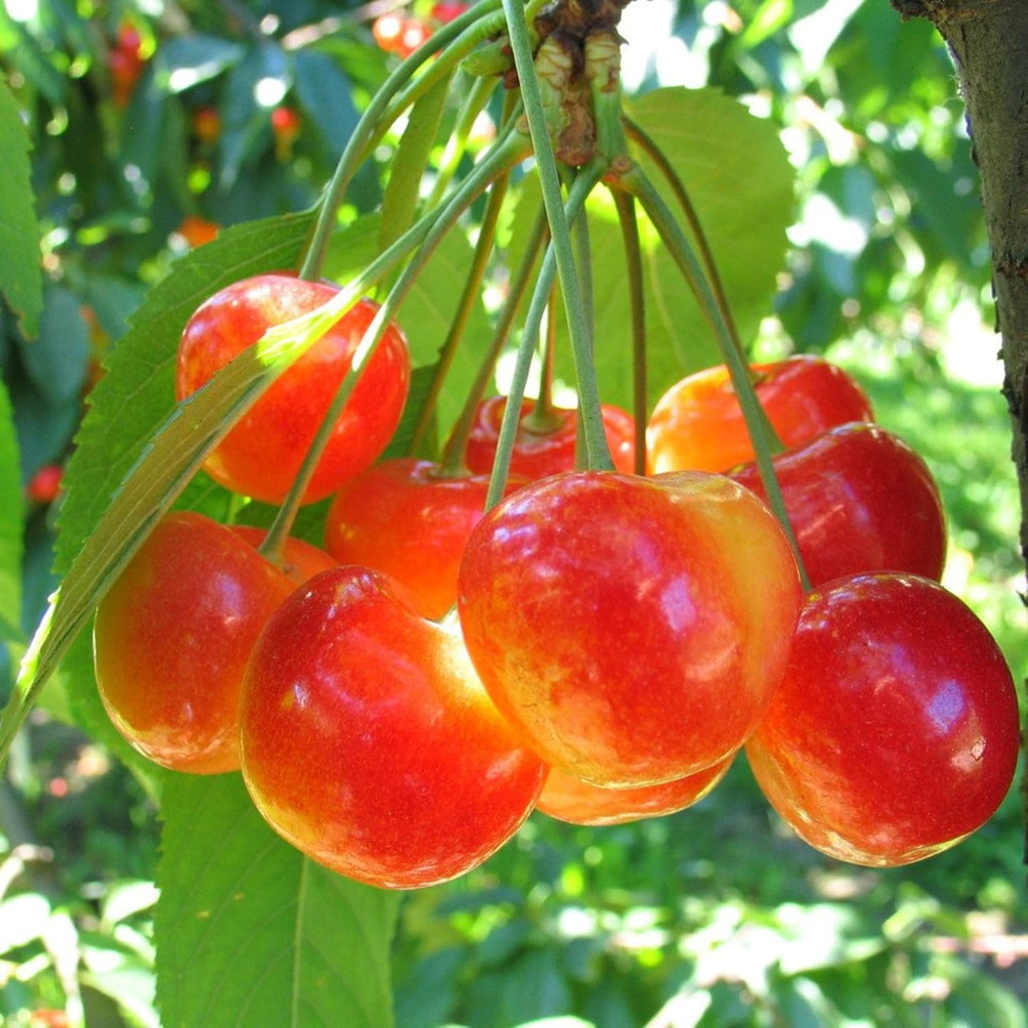 Lywire Premium Rainier Cherry Fruit Seeds – Authentic & High Quality