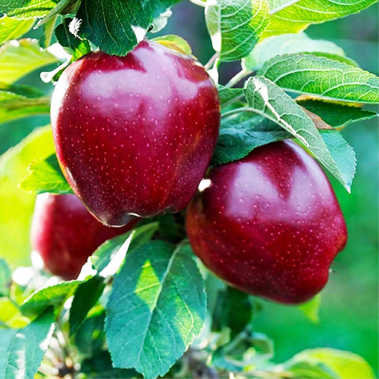 Lywire Premium Red Apple Seeds – High-Quality & 100% Original