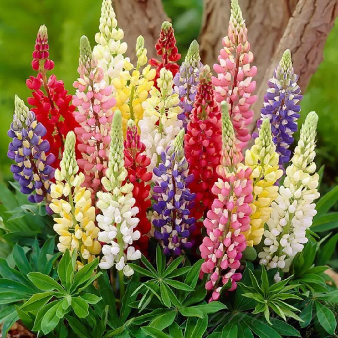 Lupine Blossoms Seeds 100gm