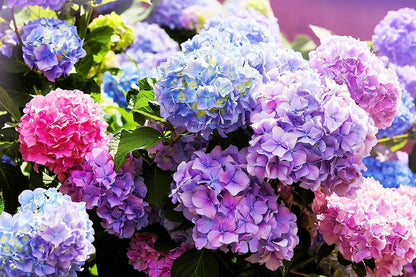 Lywire Exclusive Hydrangea Seeds: Elevate Your Garden’s Charm