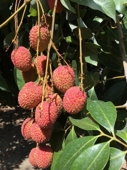 Lywire Premium Litchi Fruit Seeds 🌱🍒 | High-Quality Original Pack of 20 – NEW