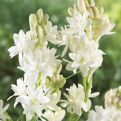 Rajnigandha / Tuberose Flower Bulbs (Pack of 2)