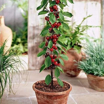 Lywire Premium Rainier Cherry Fruit Seeds – Authentic & High Quality