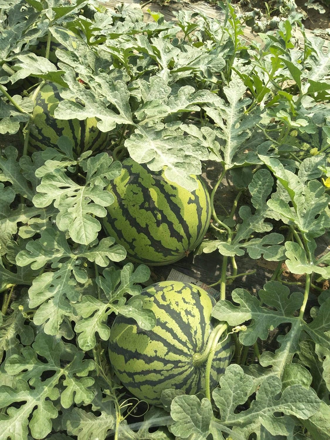 Lywire Finest Ruby Watermelon Seeds – Handpicked & Reliable