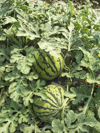 Lywire Finest Ruby Watermelon Seeds – Handpicked & Reliable