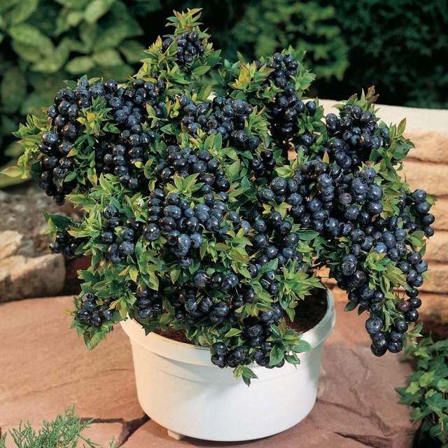 Lywire Original Blueberry Fruit Seeds – Premium Giant Berries for Your Garden