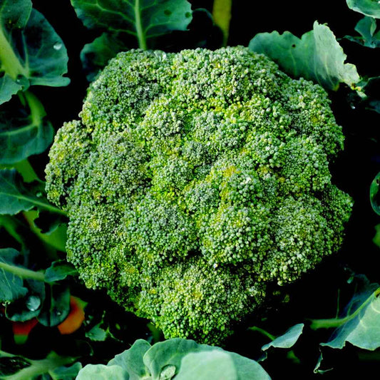 Lywire High-Yield Hybrid Broccoli Seeds – Premium Organic Quality