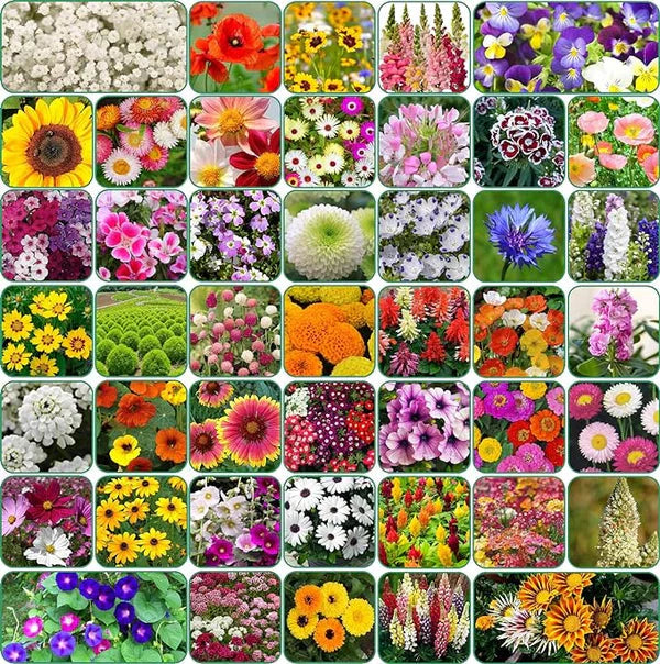 Lywire High-Quality Flower Seeds Assortment – Pack of 100 Varieties