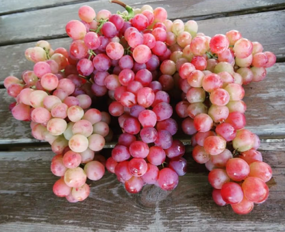 Lywire Pure & Premium Grape Seeds 🍇 | Boost Immunity & Wellness | 20 Pieces – NEW