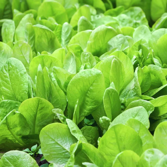 Lywire Handpicked Spinach Seeds – Best for Home & Kitchen Gardens