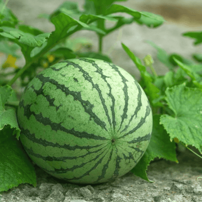 Lywire Finest Ruby Watermelon Seeds – Handpicked & Reliable