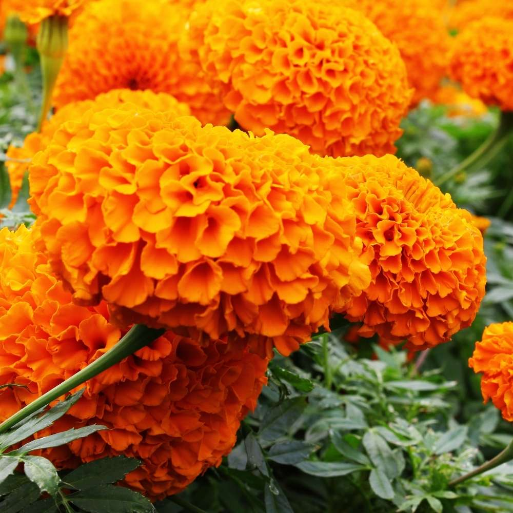 Lywire High-Quality Orange Marigold Seeds – A True Floral Treasure