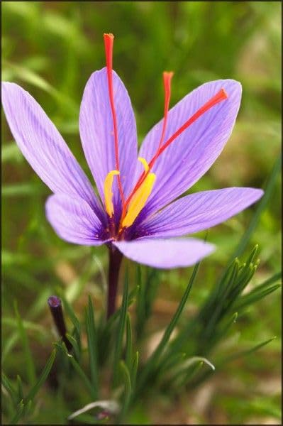 Imported Saffron Kaiser Flower Bulbs