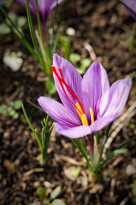 Imported Saffron Kaiser Flower Bulbs