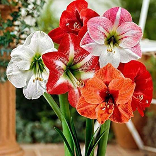 Amaryllis Lily Pink White Bulbs