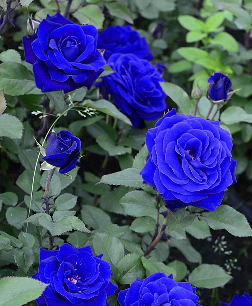 Blue Climbing Rose Seeds