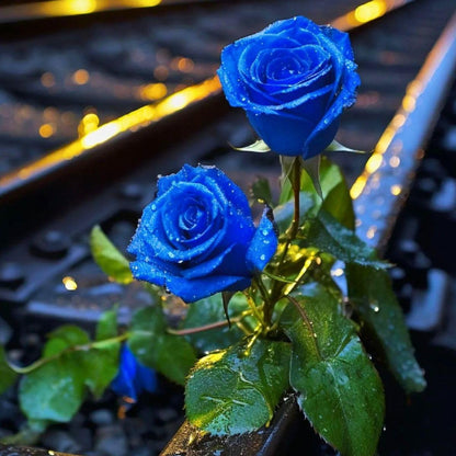 Blue Climbing Rose Seeds