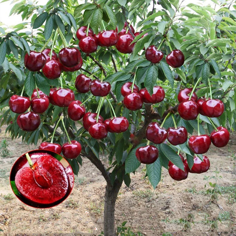 Lywire Premium Rainier Cherry Fruit Seeds – Authentic & High Quality