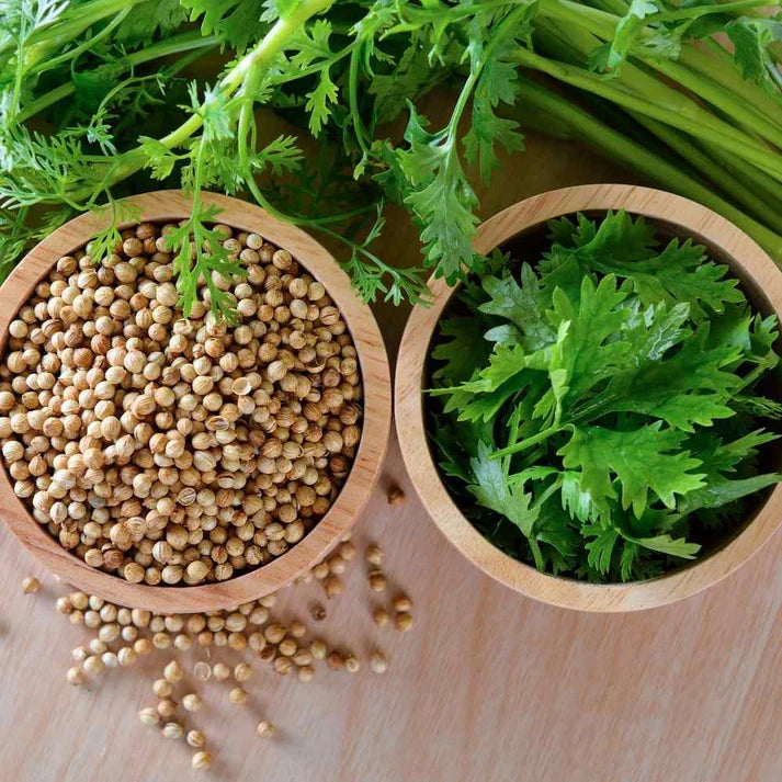 Organic Coriander seeds for Gardening (Pack of 20)