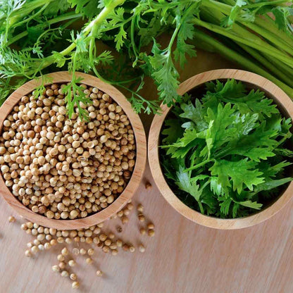 Organic Coriander seeds for Gardening (Pack of 20)