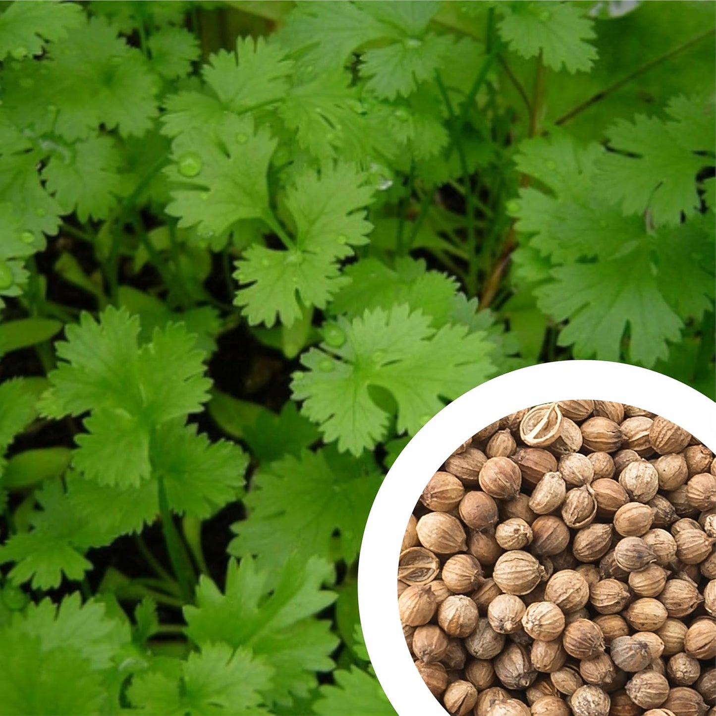 Organic Coriander seeds for Gardening (Pack of 20)