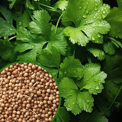 Organic Coriander seeds for Gardening (Pack of 20)