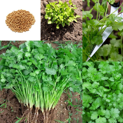 Organic Coriander seeds for Gardening (Pack of 20)