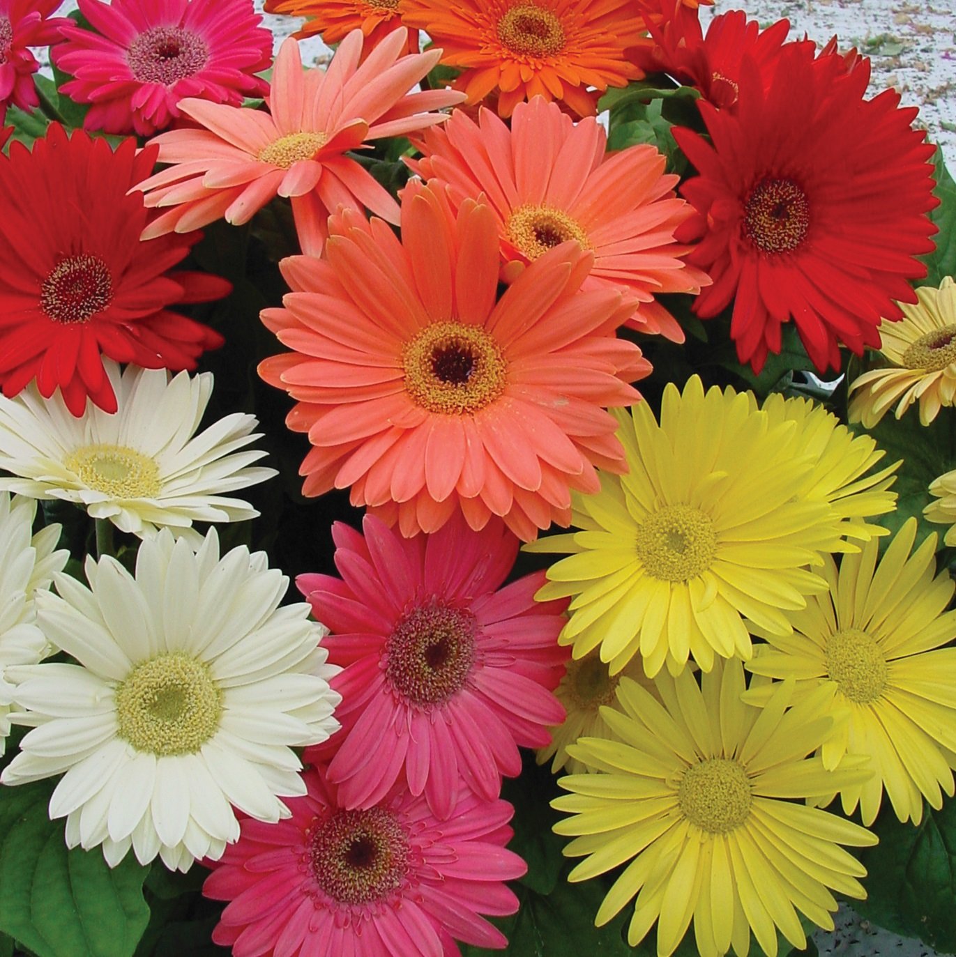 Gerbera Seeds - Colorbloom Mix for beautiful garden (200gm)