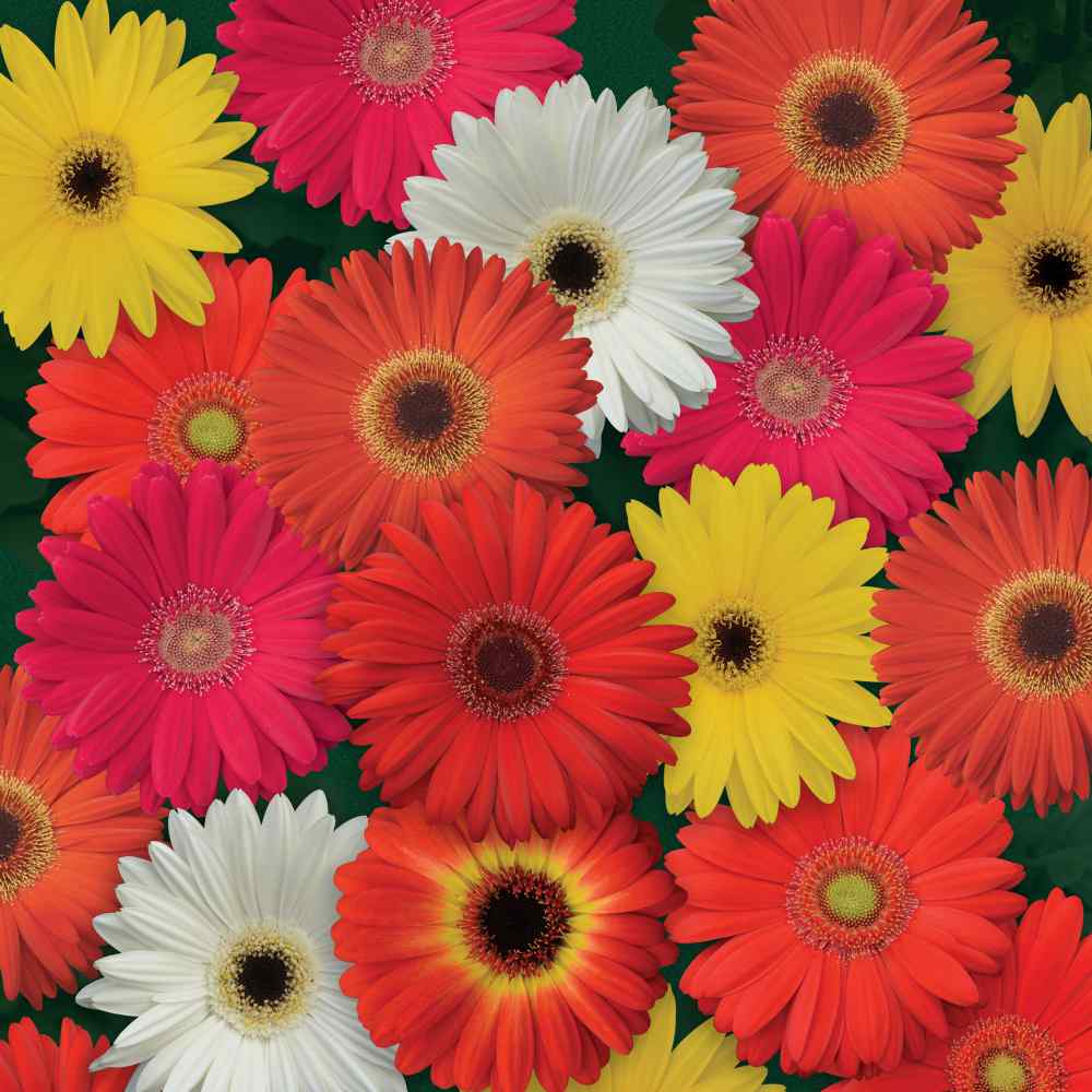 Gerbera Seeds - Colorbloom Mix for beautiful garden (200gm)