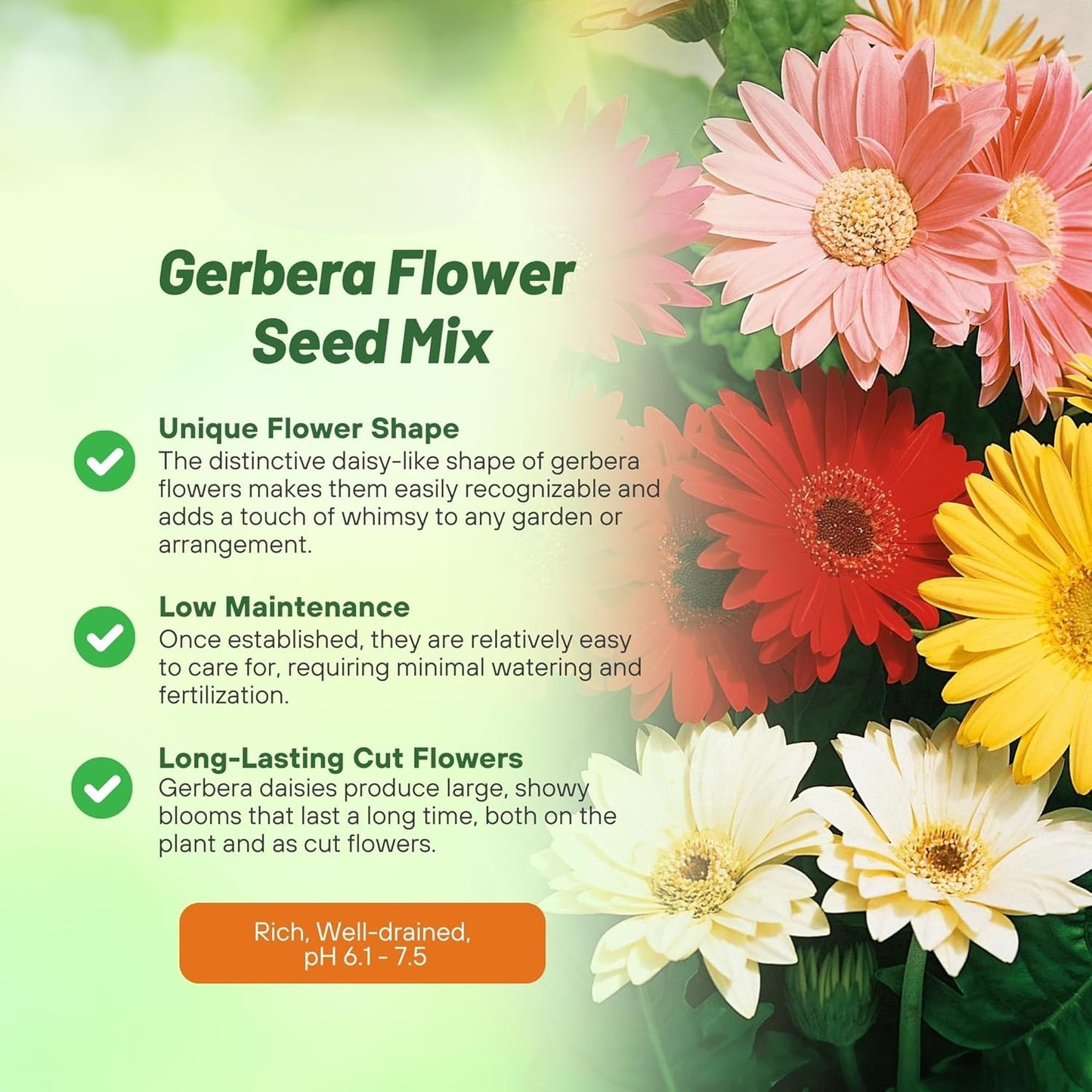 Gerbera Seeds - Colorbloom Mix for beautiful garden (200gm)