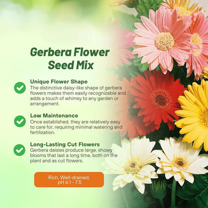 Gerbera Seeds - Colorbloom Mix for beautiful garden (200gm)