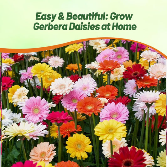 Gerbera Seeds - Colorbloom Mix for beautiful garden (200gm)