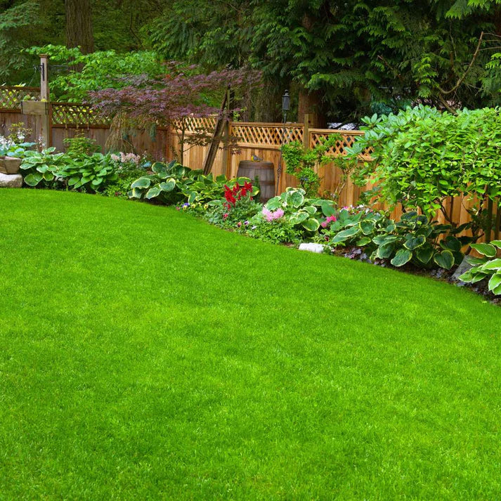 Grass Seeds For Beautiful Home Gardening