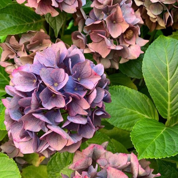 Lywire Exclusive Hydrangea Seeds: Elevate Your Garden’s Charm