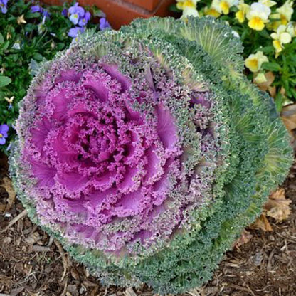 Ornamental Kale Fringed Leaves Mix Seeds