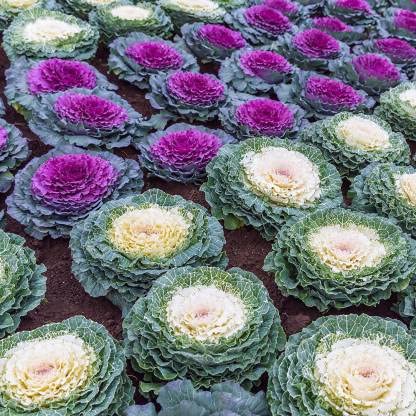 Ornamental Kale Fringed Leaves Mix Seeds