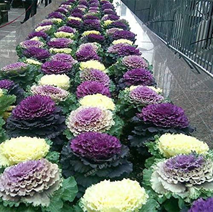 Ornamental Kale Fringed Leaves Mix Seeds