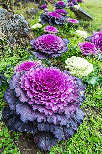 Ornamental Kale Fringed Leaves Mix Seeds