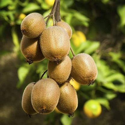 Organic Kiwi fruit seeds 100gm