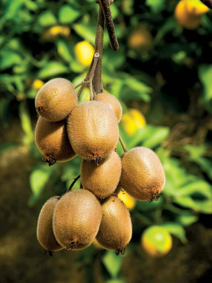 Organic Kiwi fruit seeds 100gm