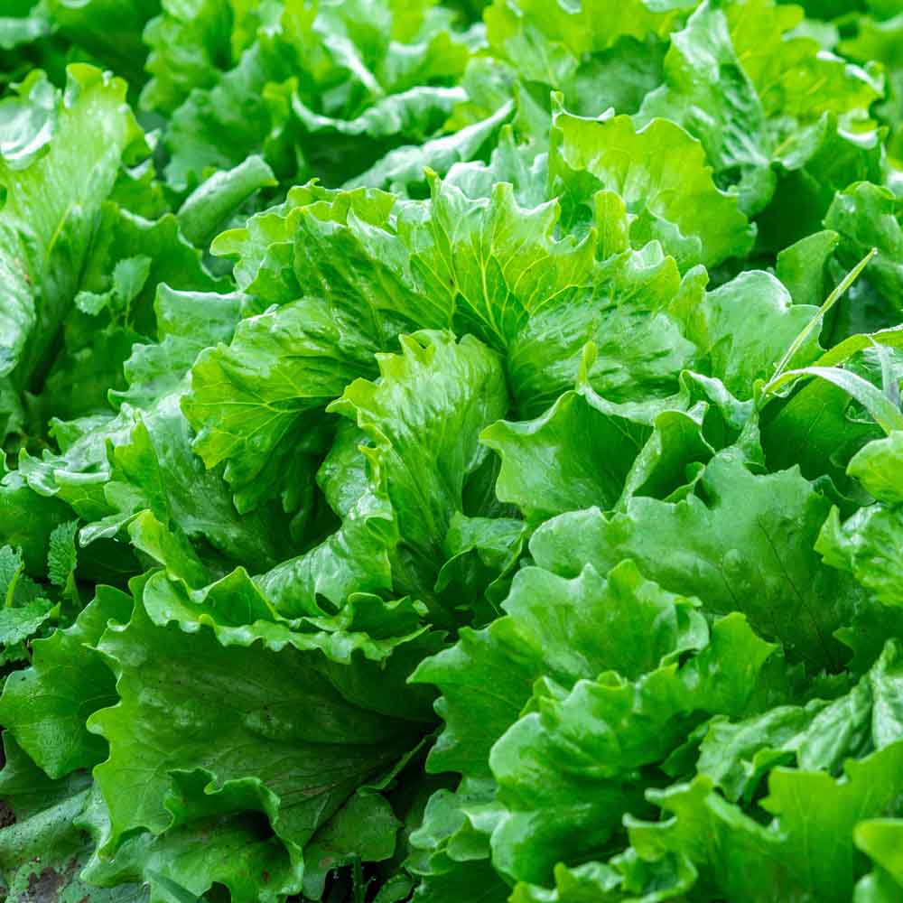 Organic Lettuce seeds for Gardening (Pack of 20)