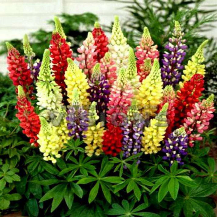 Lupine Blossoms Seeds 100gm