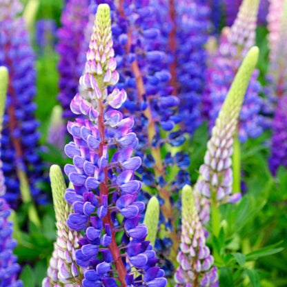 Lupine Blossoms Seeds 100gm