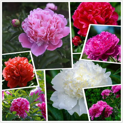 The Queen of Flowers - Peony Flower Seeds (Pack of 20)