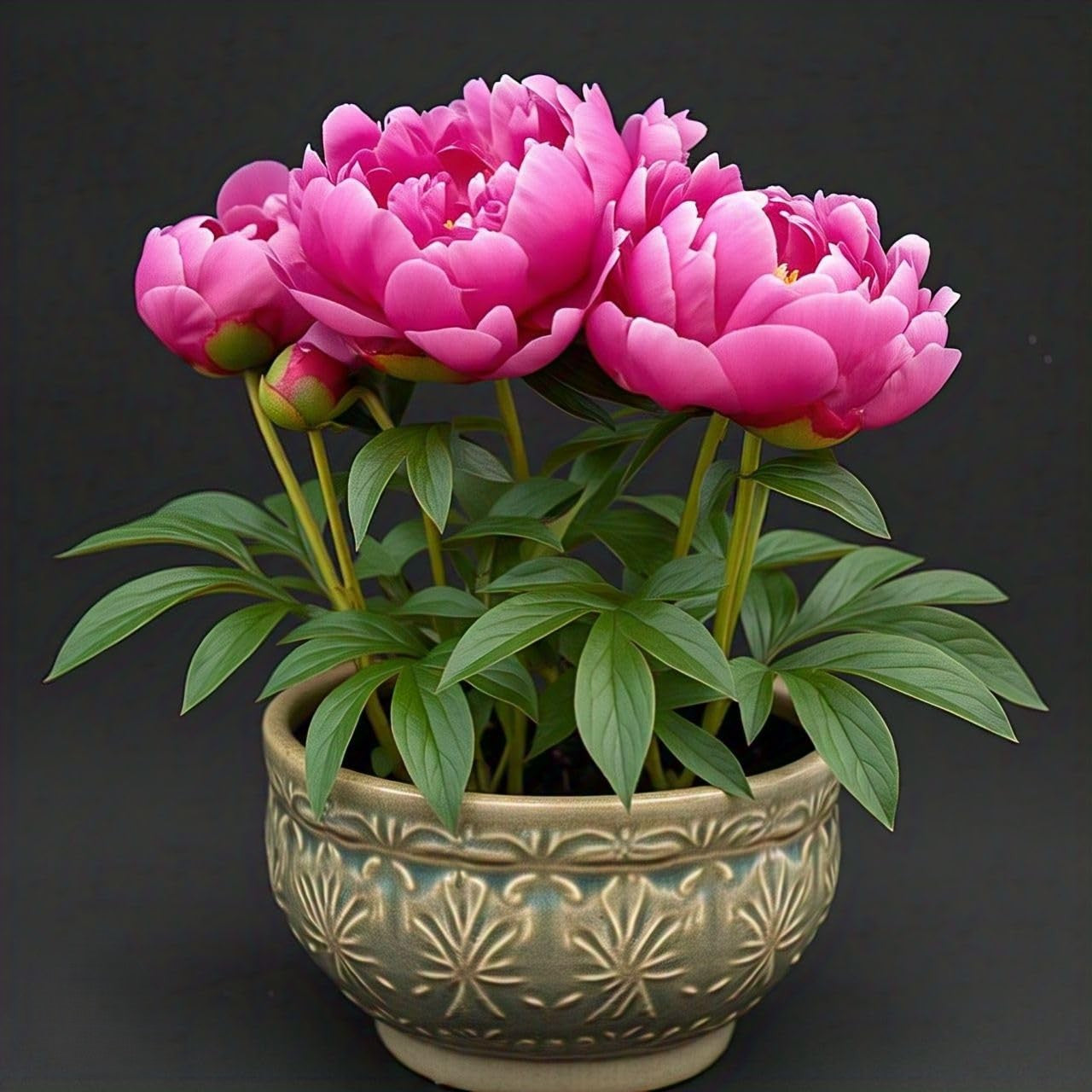 The Queen of Flowers - Peony Flower Seeds (Pack of 20)