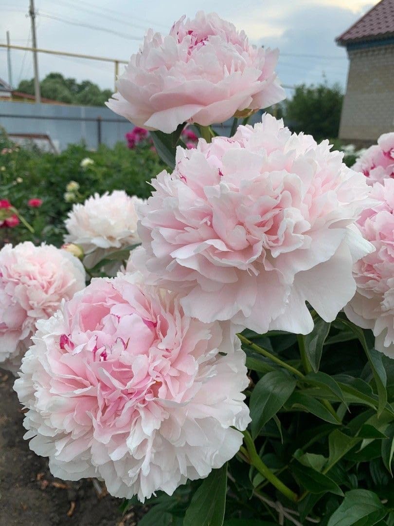 The Queen of Flowers - Peony Flower Seeds (Pack of 20)