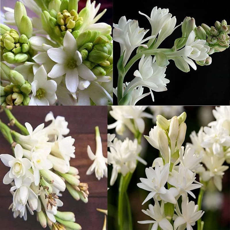 Rajnigandha / Tuberose Flower Bulbs (Pack of 2)