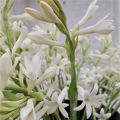 Rajnigandha / Tuberose Flower Bulbs (Pack of 2)