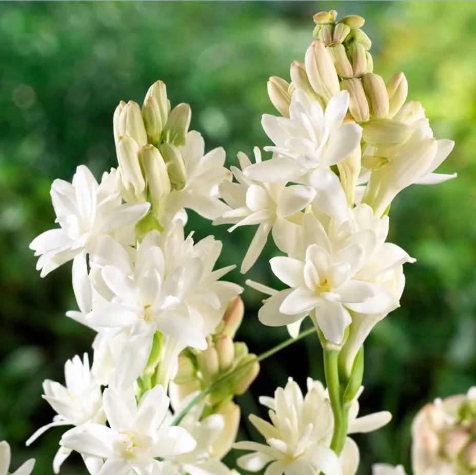 Rajnigandha / Tuberose Flower Bulbs (Pack of 2)