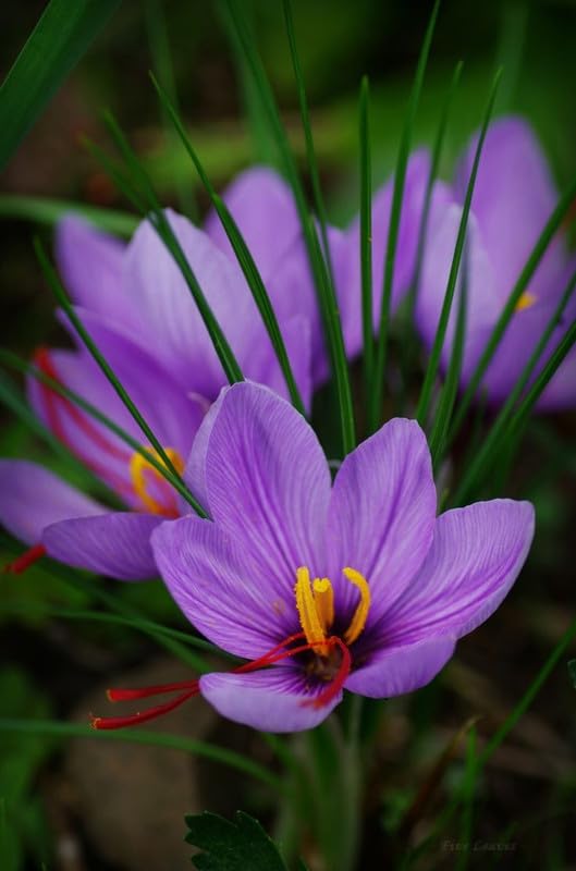 Imported Saffron Kaiser Flower Bulbs